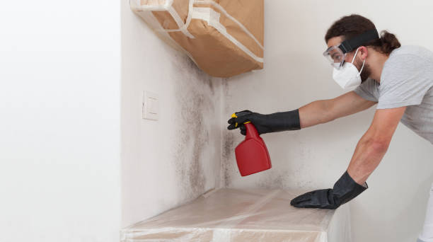 Professional Basement Mold Remediation technician working in Henderson, MD