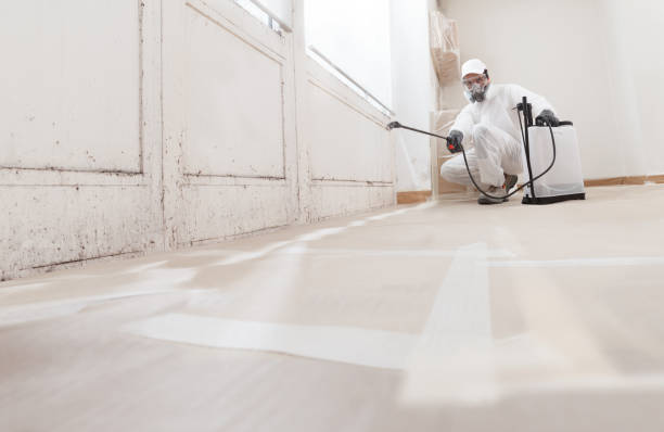 24/7 Emergency Basement Mold Remediation experts in Henderson, MD