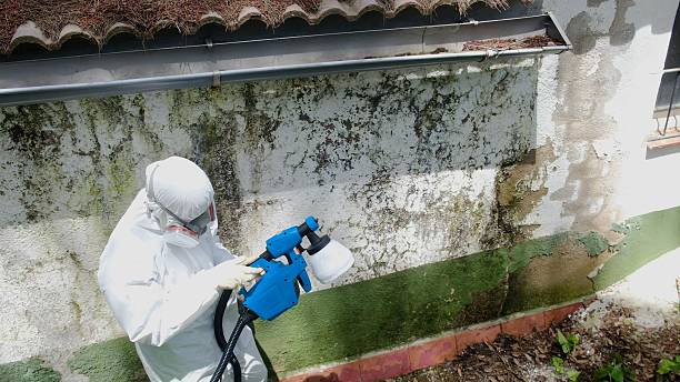 Top rated local Basement Mold Remediation specialists in Henderson, MD